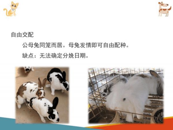宠物兔饲养宠物兔繁育PPT课件