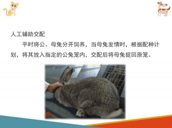 宠物兔饲养宠物兔繁育PPT课件