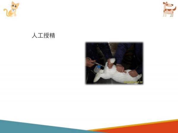 宠物兔饲养宠物兔繁育PPT课件