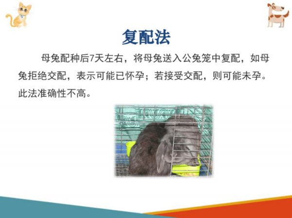 宠物兔饲养宠物兔繁育PPT课件