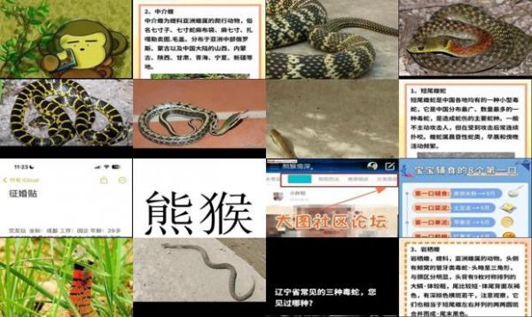 东北蛇种类和图片