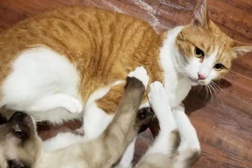 “小猫暴食记录:关注宠物饮食健康与控制”