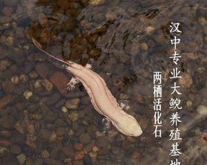 宠物鱼之娃娃鱼的饲养方法（全面指南，让你的娃娃鱼健康成长）