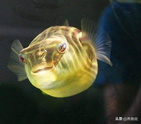 斑马狗头鱼怎么养?这种呆萌又凶猛的观赏鱼饲养攻略,都在这儿了