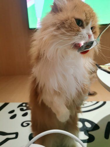 撸猫生活，慵懒得刚刚好