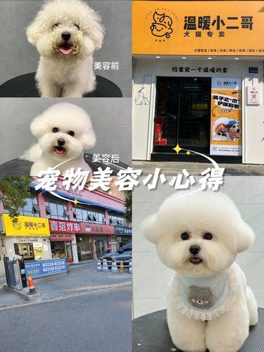 从“流浪汉”到“贵公子”的华丽变身！