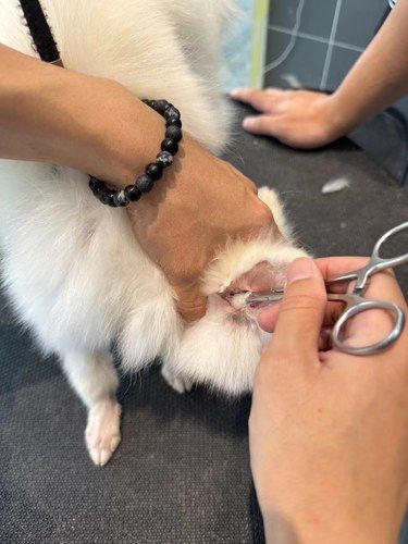 温州南塘看萌宠狗狗洗护