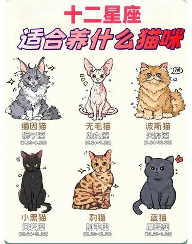 来看看你星座适合养什么样的猫，你养对了吗