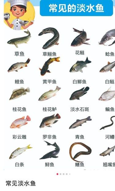鱼类品种的分析