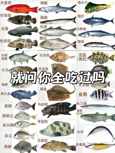 海鱼大全｜就问你全吃过吗