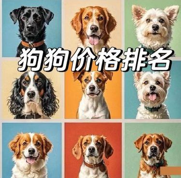 宠物进化史 达到顶级✨