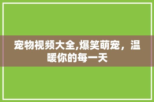 宠物视频大全,爆笑萌宠，温暖你的每一天