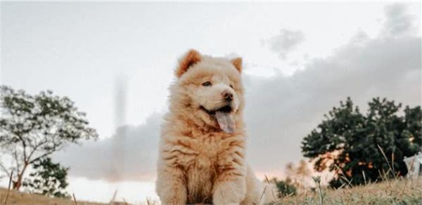 狗粮秘密之你不知道的蛋白质