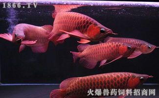 龙鱼喂食技巧：轻松驯服人工饲料！