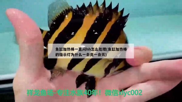 鱼缸加热棒一直闪hh怎么处理(鱼缸加热棒的指示灯为什么一会亮一会灭) 观赏虾蟹等饲料