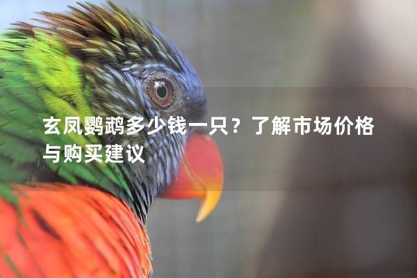 玄凤鹦鹉多少钱一只？了解市场价格与购买建议