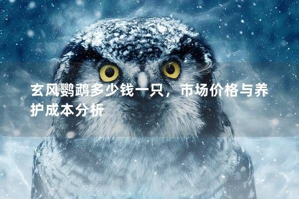 玄风鹦鹉多少钱一只，市场价格与养护成本分析