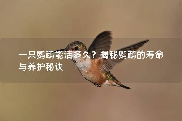 一只鹦鹉能活多久？揭秘鹦鹉的寿命与养护秘诀
