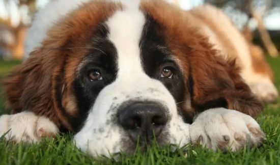 怎样给圣伯纳犬做牙齿护理？