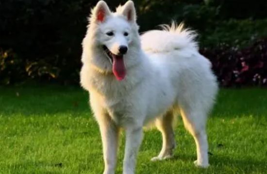 萨摩耶犬护理的常用工具是什么？