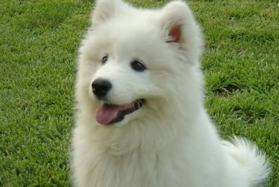 萨摩耶犬护理的常用工具是什么？