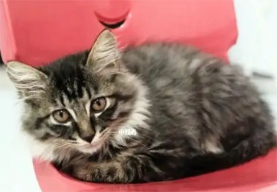 狸花猫美容、洗澡和耳朵护理方法？