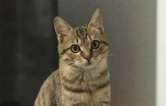 狸花猫美容、洗澡和耳朵护理方法？