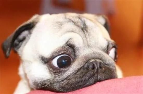 巴哥犬的美容护理知识