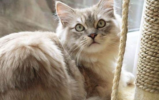 如何正确护理生病的褴褛猫