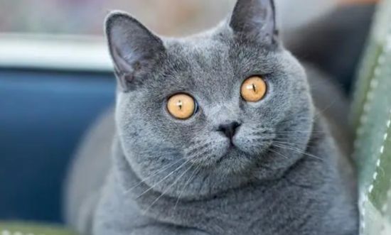 英国短毛猫如何养护？英国短毛猫护理技巧！