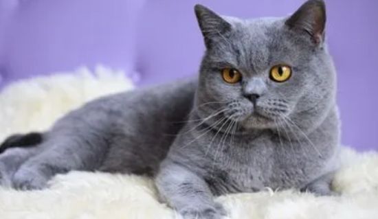 英国短毛猫如何养护？英国短毛猫护理技巧！
