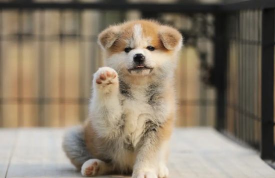 秋田犬的美容方法和护理技巧？
