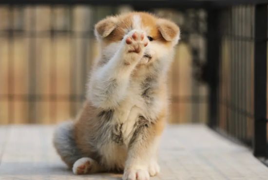 秋田犬的美容方法和护理技巧？