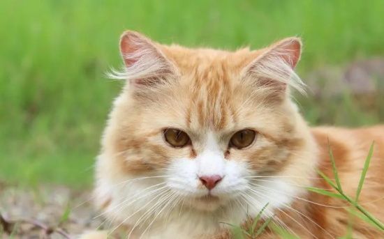 猫出现这些问题就代表老了