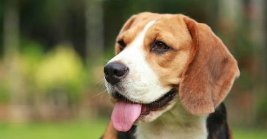 比格犬的训练常见问题？训练问题有哪些？