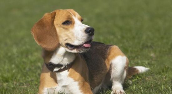比格犬的训练常见问题？训练问题有哪些？