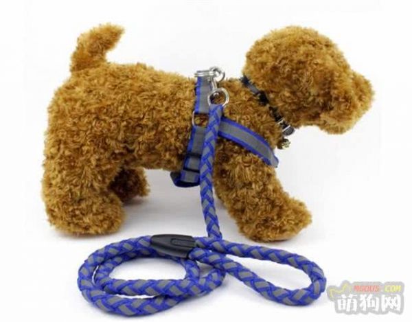 宠物犬日常训练方法总结