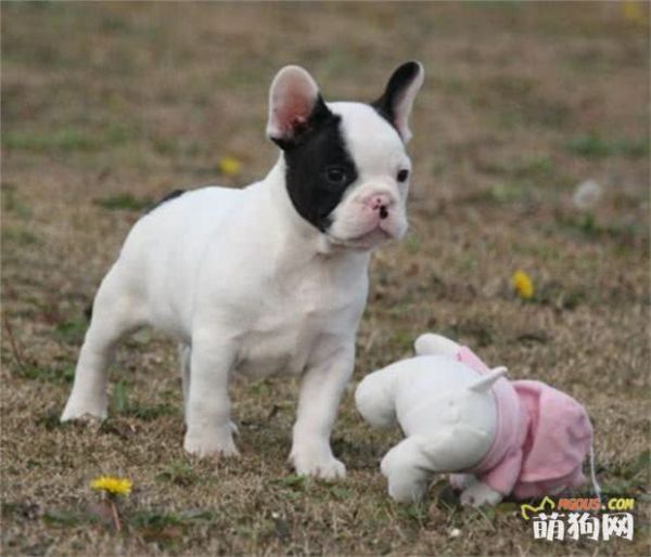 宠物犬日常训练方法总结