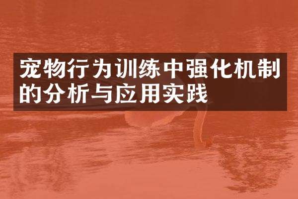 宠物行为训练中强化机制的分析与应用实践