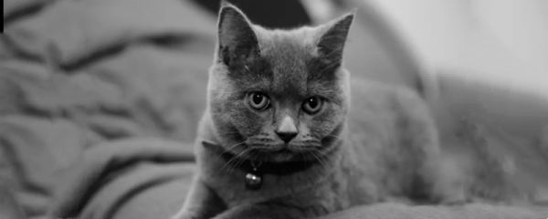 短毛猫品种