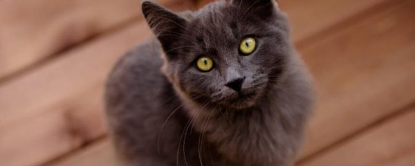 蓝猫尾巴一圈一圈的纯吗？