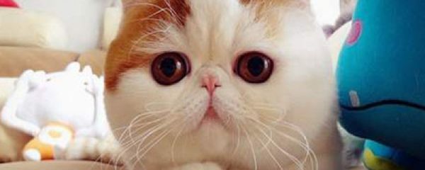 加菲猫好养吗