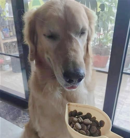 如何解决宠物狗藏食物的问题（从根源出发）