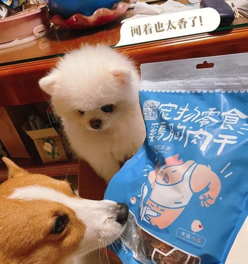 如何解决宠物狗藏食物的问题（从根源出发）