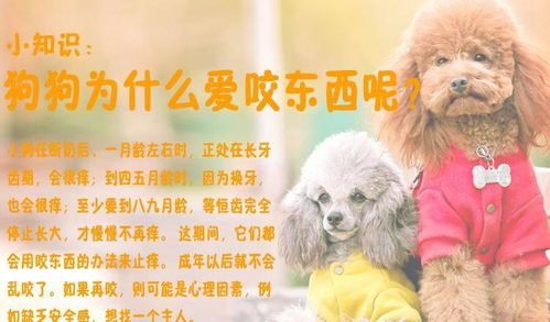 纠正小狗咬手恶习，培养良好玩耍习惯。