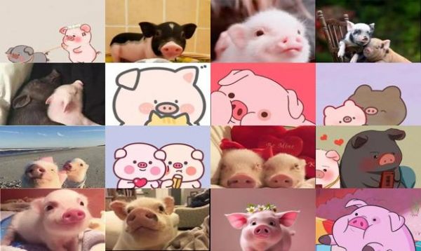 宠物猪情侣头像