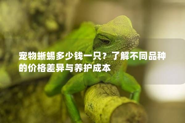 宠物蜥蜴多少钱一只？了解不同品种的价格差异与养护成本