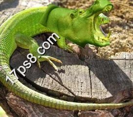 新手养蜥蜴必看:这些细节不能忽视!