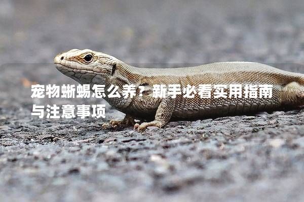 宠物蜥蜴怎么养？新手必看实用指南与注意事项