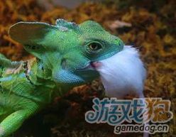 “蛇形蜥蜴，独特宠物伴侣”
